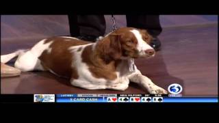 061815 WFSB HH Pet Therapy