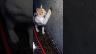 Cute Kitten Catching Ipes