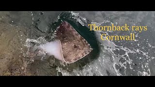 Fishing for Thornback Ray south coast of Cornwall