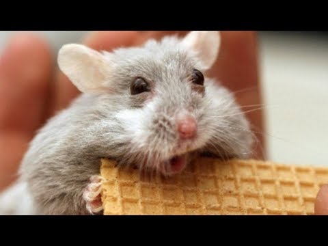 cute-hamsters-compilation-2018