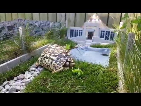 Parc jurassique miniature pour ma tortue