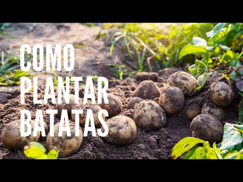 Vídeo: Informações sobre o plantio de batatas na palha