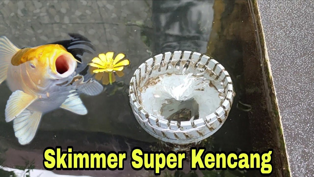 Skimmer Kolam Koi Super Kencang Dengan Sistem Hypersonic YouTube