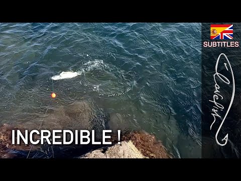 Video: Abrau kilka - che tipo di pesce è questo?