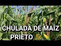 ¡¡YA LES EMPEZAMOS A PICAR EL MAÍZ CRIOLLO A LAS VACONAS!!