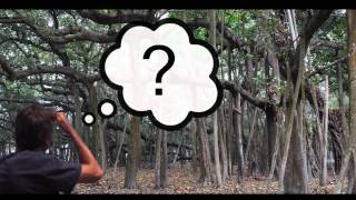 Birds  Butterflies & Trees identification guide for android app intro video screenshot 2