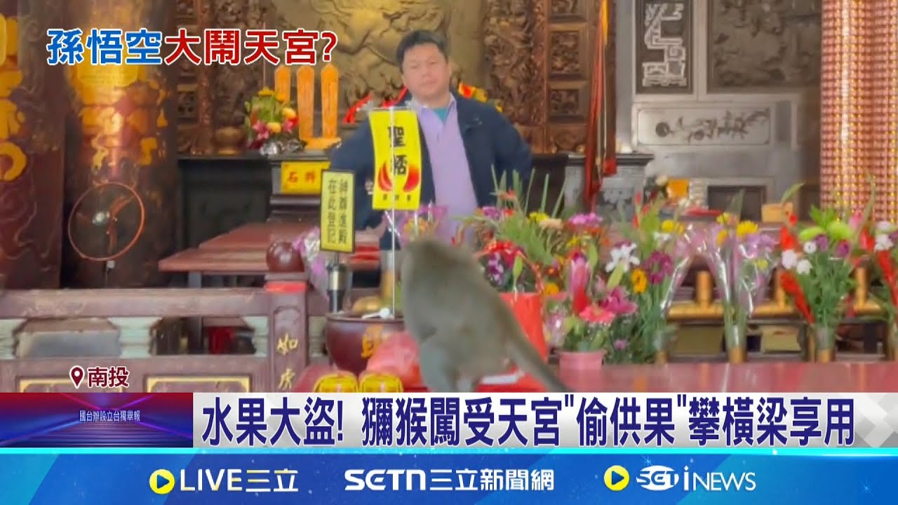 水果大盜! 獼猴闖受天宮