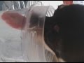 Chihuahua Smoothie