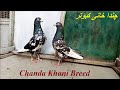 Chanda Khani Rampuri Pigeon | چنداخانی رامپوری کبوتر