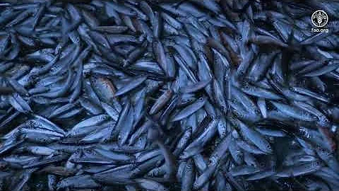 State of World Fisheries and Aquaculture - SOFIA 2022 - DayDayNews