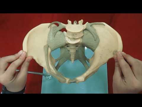 Anatomi Tulang Panggul (Pelvis) V.2.
