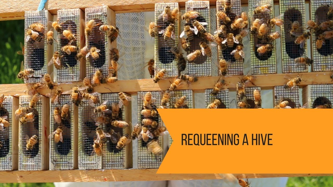 Requeening a Hive