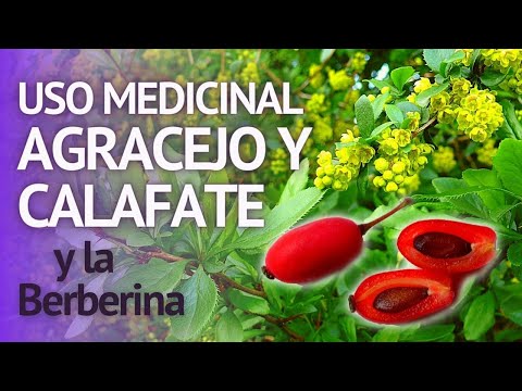 Video: Cómo Utilizar Flores Y Frutos De Agracejo