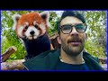 Hasan's Best Day: Meeting China's Red Pandas 🐼