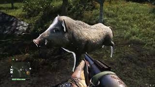 The pig.mp4