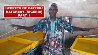 The secrets of catfish hatchery business in Nigeria  Part 1