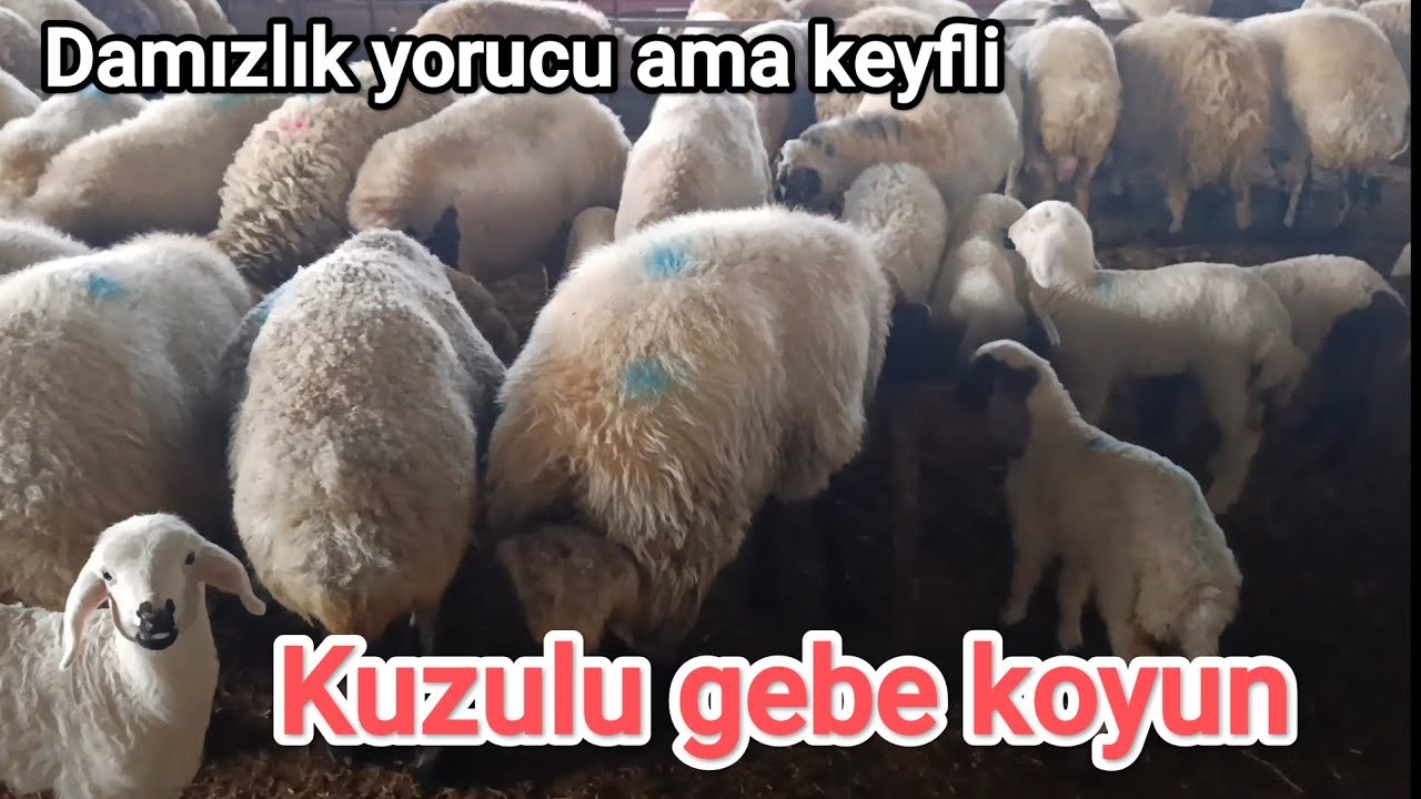 Kuzulu ve gebe koyun. Masrafı az kazancı çok.