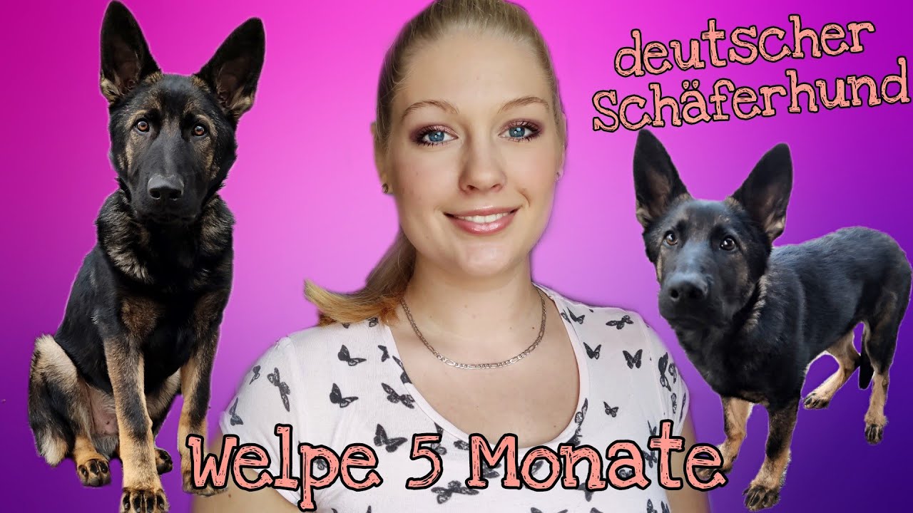 5. Monate alter Welpe - Deutscher Schäferhund -Tagesablauf (Wochenende) |  xNathiex - YouTube