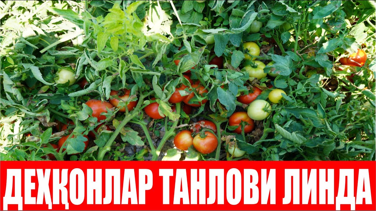 Хоразмда 3 хил мавсумда экилган  Линда F1 1-қисм (Tomato Linda F1-Sakata)