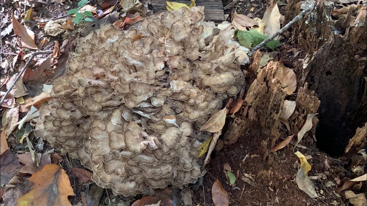 原來野生舞菇長這樣?偶遇舞菇真幸運,值得手足舞蹈(上)lucky to meet dancing mushroom wild Maitake ...