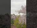 japan travel vlog | kyoto day 2 - temples, food, shopping | #japantravel #kyoto #springbreak2026