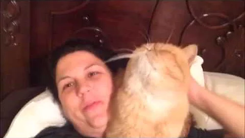 Video 1243781: exotic shorthair, red tabby, tabby male