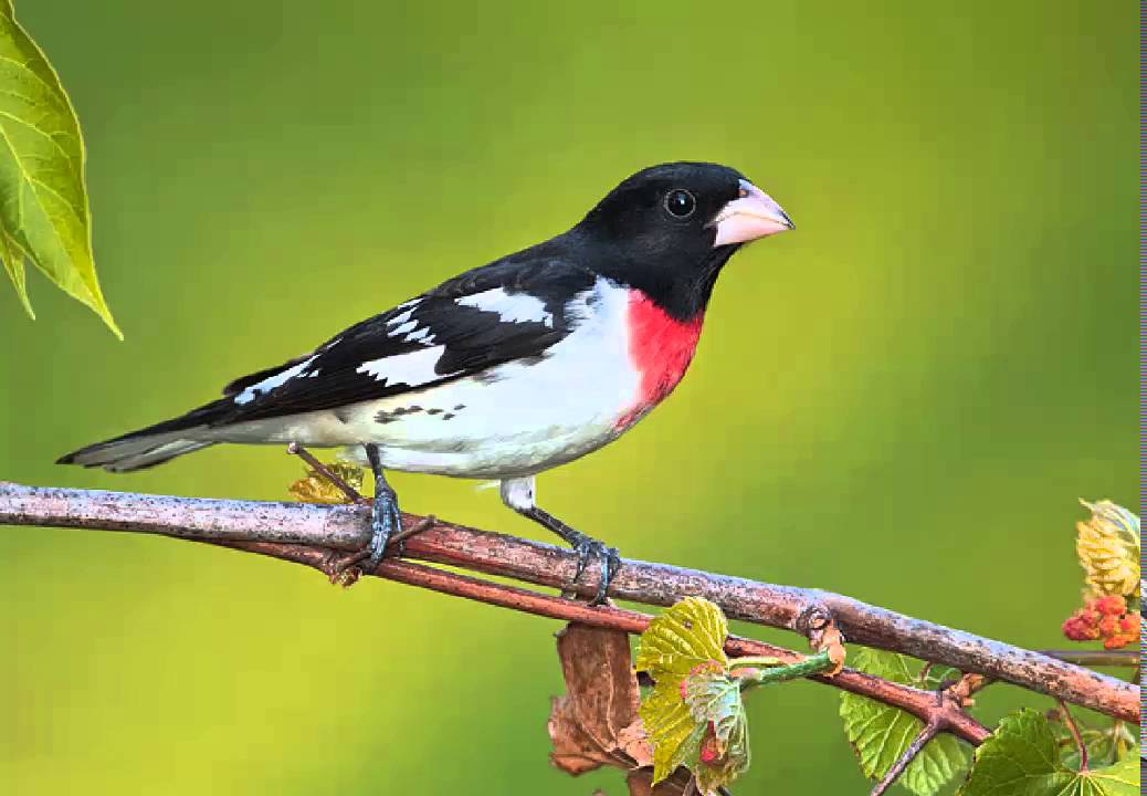 Picogrueso Pechirrosa o Candelo Tricolor Cantando Sonido para Llamar El Mejor