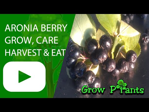 Aronia berry - grow, care, harvest & eat (Chokeberry)