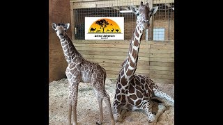 Animal Adventure Park Giraffe Cam