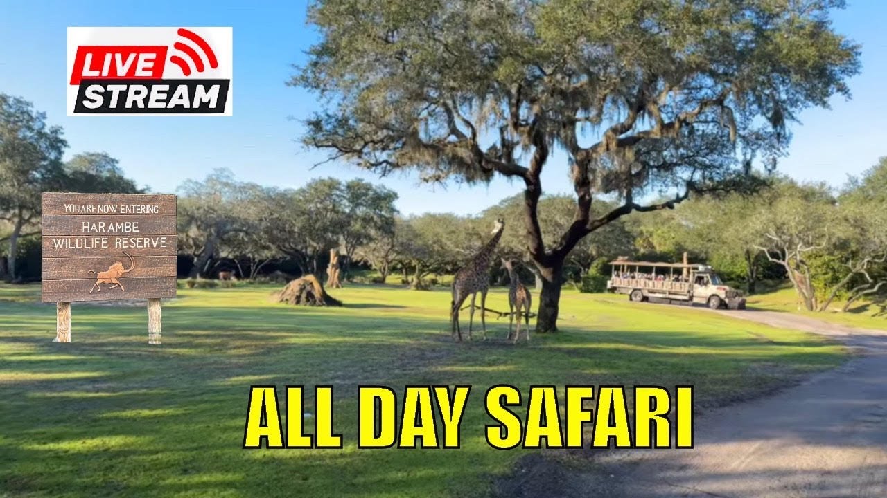All Day Live Stream of Disney World Animal Kingdom Kilimanjaro Safari. African Animals Extravaganza!