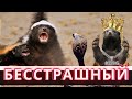 САМЫЙ БЕССТРАШНЫЙ ЗВЕРЬ В МИРЕ - МЕДОЕД!🦡