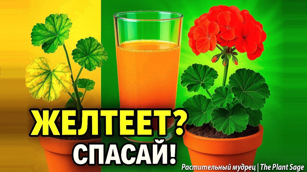 ГЕРАНЬ: ЖЕЛТЕЮТ ЛИСТЬЯ ЧТО ДЕЛАТЬ? 7 ПРИЧИН И 12 РЕШЕНИЙ, ЕСЛИ У ГЕРАНИ ЛИСТЬЯ ЖЕЛТЕЮТ И СОХНУТ