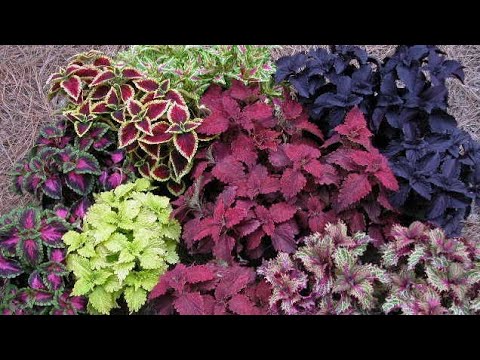 Video: Prezimovanje Coleus: Nasveti za prezimovanje rastline Coleus