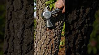 Por Qué Le Clavan Un Clavo A Los Árboles Frutales?