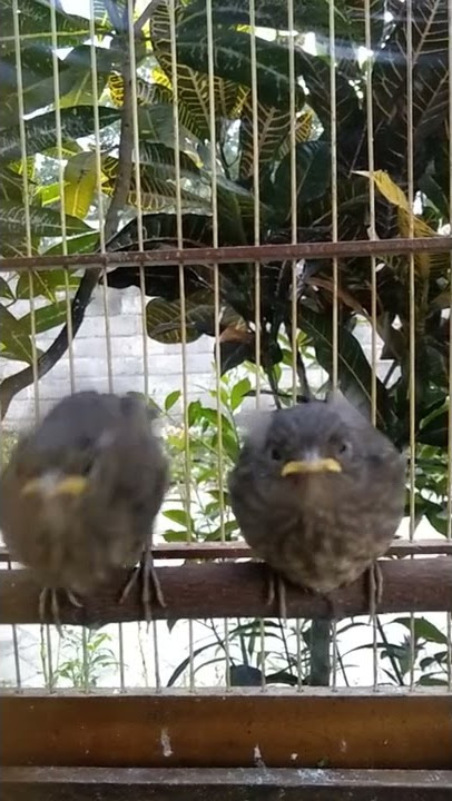 anakan burung cingcoang coklat belajar goyang#shorts