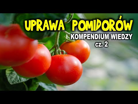 Wideo: Porady Plantatorów Warzyw Dotyczące Pomidorów. Część 2