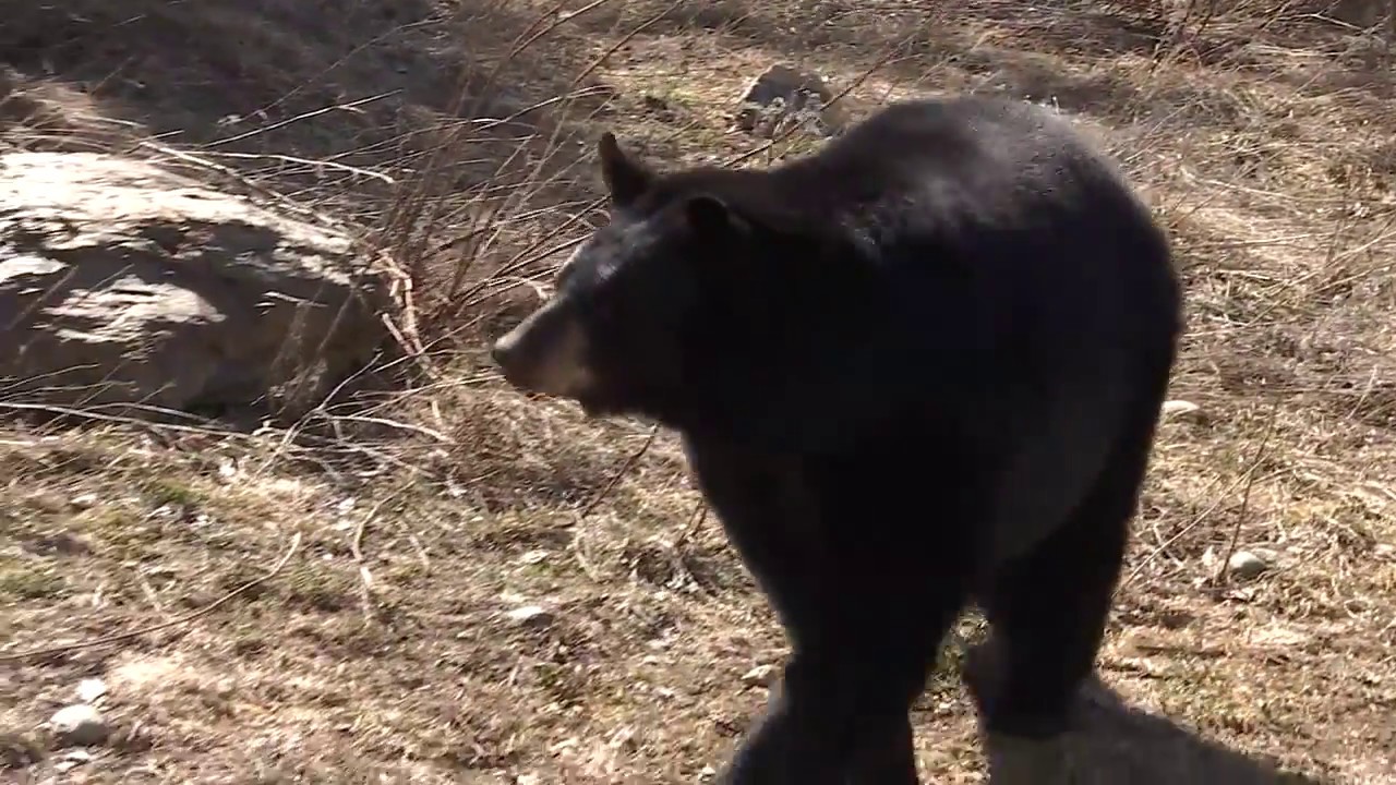 minnesota news shooting BEAR WEEK: North American Bear Center in Ely aims to dispel myths about bears