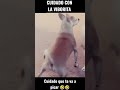 La Viborita рџ Јрџ Ј Culebra Perros Fpy Viral Xd La Viborita рџ Јрџ Ј Culebra Perros Fpy Viral Xd