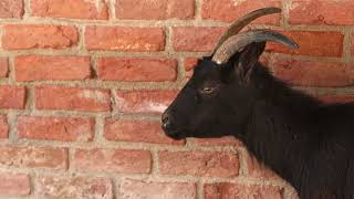 mammal animal goat behind the brick wall