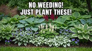 Tired of Weeding? Plant These 9 Dense Perennials to CHOKE OUT Weeds Forever