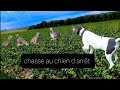 4#chasse au chien d'arrêt 2020 2021petit gibier perdrix faisan lièvre braque