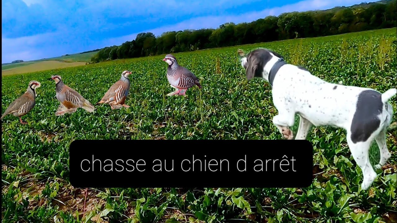 Chasses rieuses serieuses curieuses studieuses - prologue de s. m