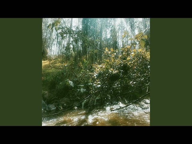Lignum