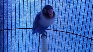 LOVEBIRD BETINA MINOR || MASTERAN LOVEBIRD KONSLET dan MINOR || NADA LELAH
