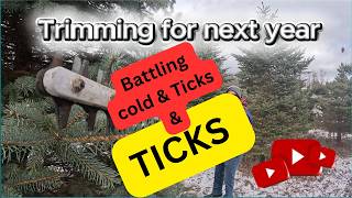 Ticks are here - Christmas Tree trimming #shorts #WinterTreeCare #TickSafety #ChristmasTrees #farm