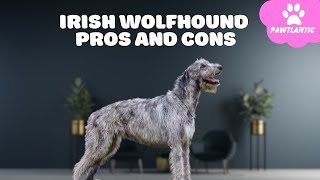 Irish Wolfhound  The Pros & Cons of Owning One | Dog Facts