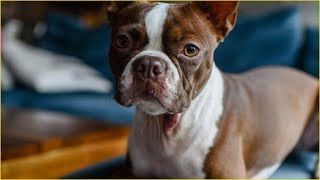 boston terrier funny compilations 2020! Animal story by Animal Story 178 views 3 years ago 5 minutes, 7 seconds