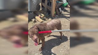 8 dogs seized in separate animal cruelty investigations across Bexar County, sheriff says