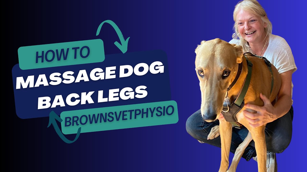 Canine massage - how to massage your dog's hindlimbs