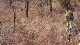 Singita Boulders - Hyena stealing impala kill from cheetah w vultures hovering (26th Aug 2014)